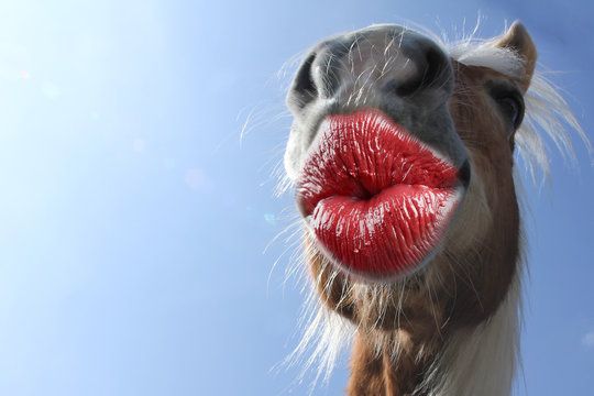 The image humorously features a horse's face, prominently displaying exaggerated red lipstick that creates a comical effect. The horse seems to have a playful demeanor, as if it's posing for a fun photo shoot. Its wide nostrils and inquisitive expression suggest curiosity, adding to the lighthearted vibe of the scene. The background is a clear blue sky, enhancing the absurdity of the moment and giving it a bright, cheerful tone. This image embodies a playful spirit often found in memes, where the juxtaposition of a horse and makeup creates a funny, absurd situation. It’s reminiscent of social media trends that use animals in humorous contexts, making it relatable and shareable. Overall, the image captures the essence of lighthearted fun, inviting laughter and amusement.