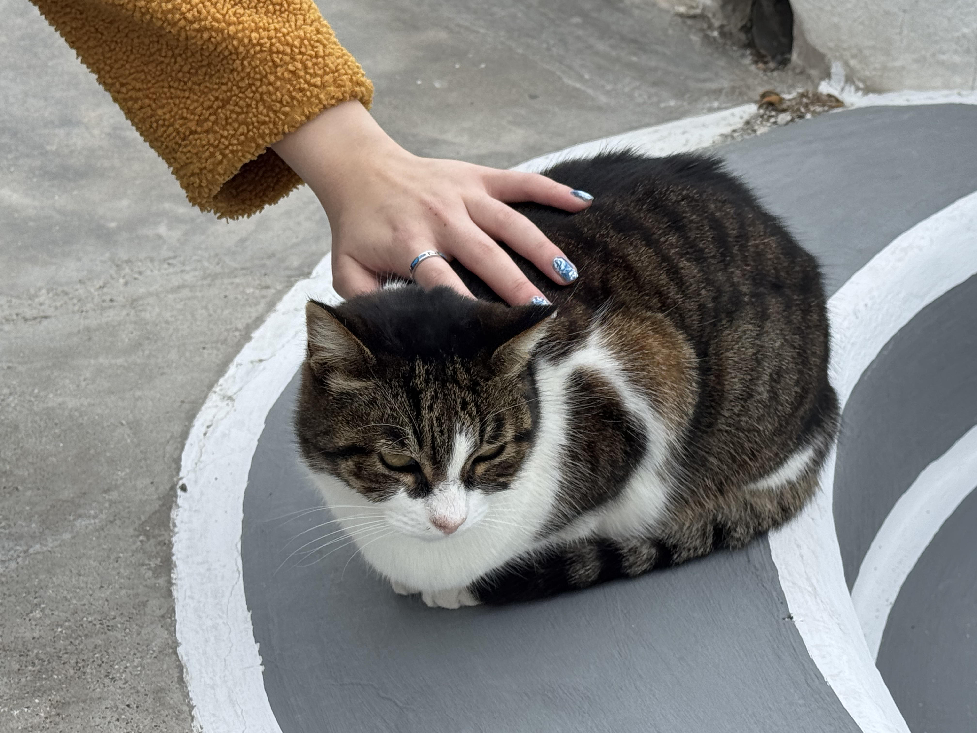 That cat's judging your existence like it's a full-time job.