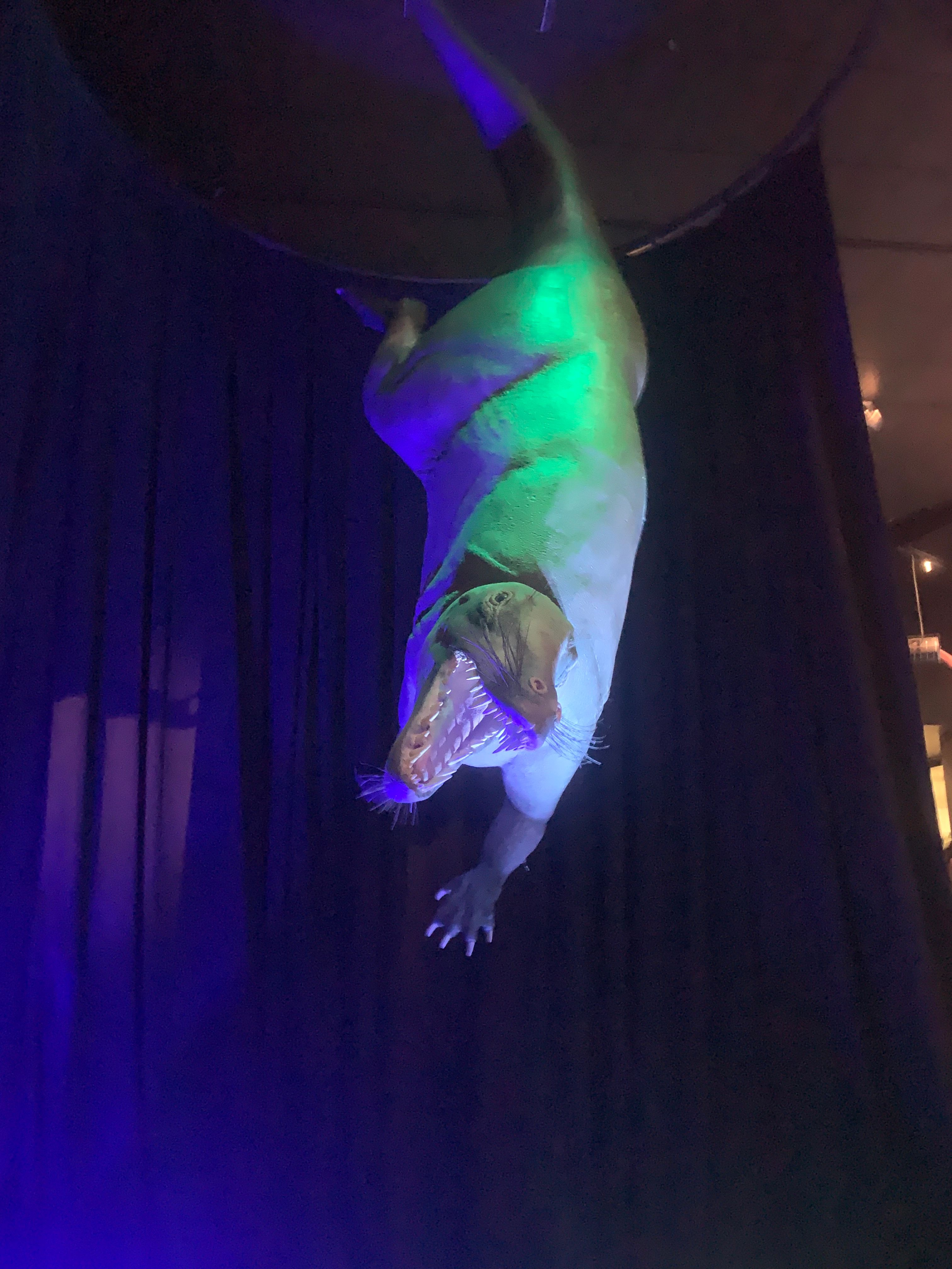 A striking, pale-colored dinosaur-like creature, possibly a Baryonyx or Spinosaurus model, hangs dramatically upside down against a dark, curtained background. Its body is bathed in vibrant green and blue light, giving it an otherworldly glow. The creature's mouth is agape, revealing rows of sharp, menacing teeth, as if mid-roar or about to snap. Its front limbs are extended, with clawed hands reaching downwards. The overall demeanor is fierce and predatory, yet its inverted position adds a touch of unexpected humor, making it look like it's either performing an acrobatic ambush or just really committed to a unique form of ceiling decoration in a dimly lit exhibit hall.