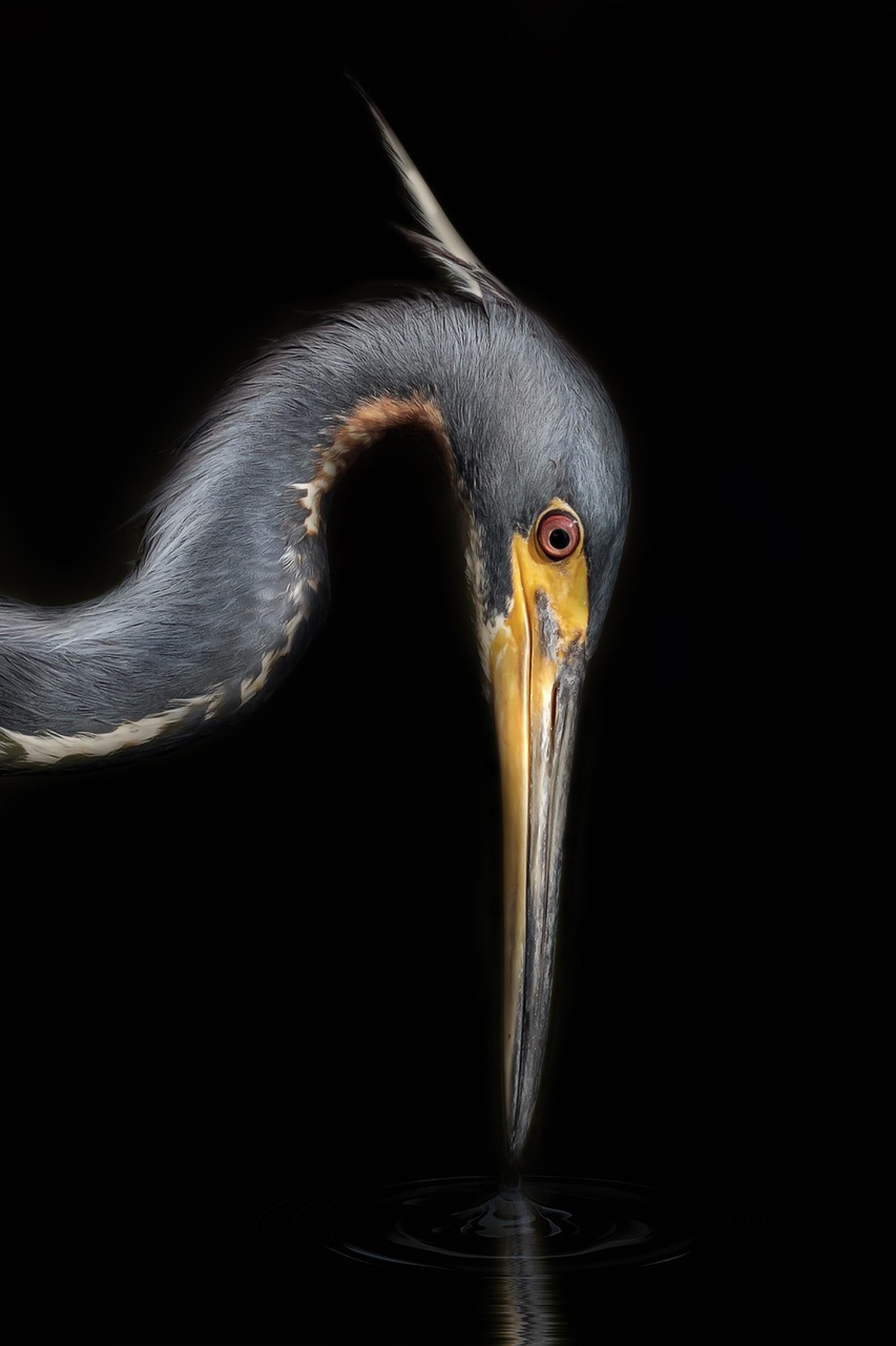 This bird's a philosopher but still hasn't figured out Tinder.