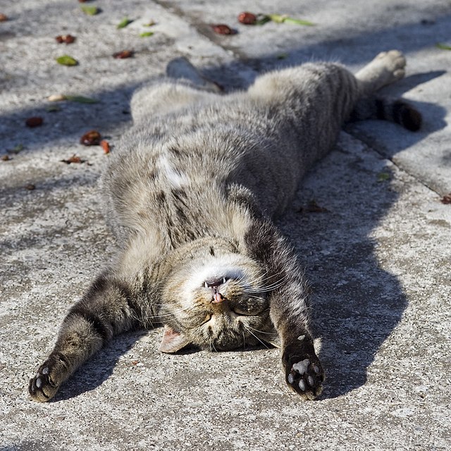 This cat's life goals? Achieved. Meanwhile, you're still Googling 'how to adult.'