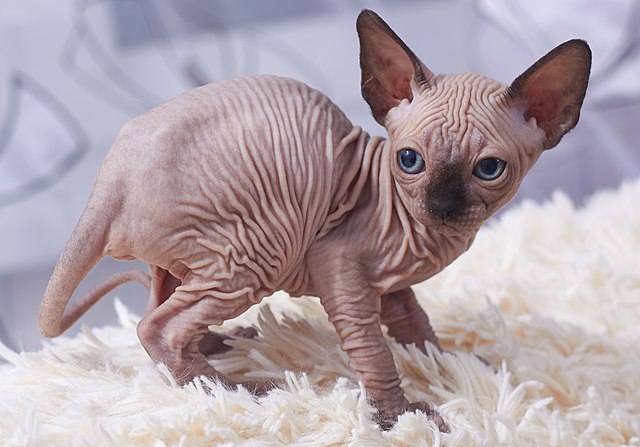 The image features an adorable Sphynx cat, known for its unique hairless appearance and wrinkled skin. This little creature stands on a soft, fluffy surface, likely a blanket, with its large, expressive blue eyes gazing curiously at the viewer. Its posture is both playful and slightly awkward, as if it's contemplating a leap or just enjoying the moment.
The background is soft and neutral, allowing the cat's unusual features to take center stage. The cat's demeanor seems inquisitive and slightly mischievous, suggesting it's ready for some playful antics.
Humorously, the Sphynx's wrinkled skin makes it look like it's wearing a tiny, living origami suit, and its large ears give it an almost cartoonish charm. This feline seems to embody the classic "what's next?" pose, as if it's pondering the mysteries of the universe or just the next snack!