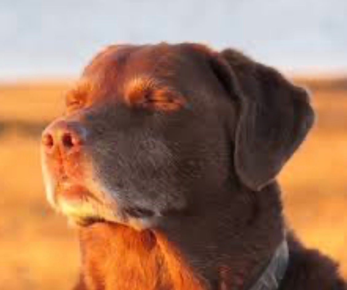 A chocolate Labrador retriever is captured in a close-up, bathed in the warm, golden glow of what appears to be either sunrise or sunset. The dog's eyes are blissfully closed, its head tilted slightly upwards, conveying a profound sense of peace and contentment as it basks in the sun's rays. Its demeanor is utterly serene, almost meditative, as if savoring every photon of warmth. The background is a soft, out-of-focus expanse of golden-orange hues, likely a field or open landscape, seamlessly blending with the light illuminating the dog. This creates a harmonious scene where the dog is perfectly integrated into its sun-drenched environment. The humorous element lies in the dog's exaggeratedly blissful expression, looking like it's having the most profound, sun-worshipping moment of its life, perhaps dreaming of endless belly rubs and treats.