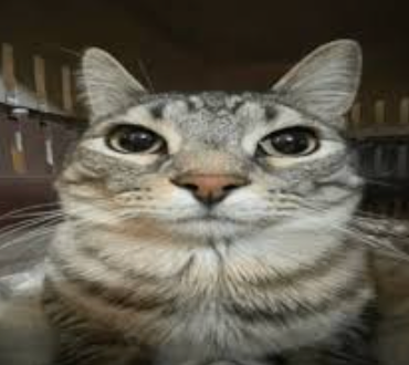 This close-up image features a domestic short-haired tabby cat, likely gray and brown striped, staring directly into the camera with an intense, wide-eyed gaze. The cat's demeanor is one of profound seriousness, almost as if it's judging the viewer or has just realized something shocking. Its pupils are dilated, adding to the dramatic effect. The background is a soft, out-of-focus blur of light brown and white, suggesting an indoor setting, possibly a pet carrier or a room. This picture perfectly captures the essence of a classic 'cat selfie' meme, where the feline subject appears to be questioning all of life's choices, or perhaps just wondering why you're holding that phone so close. It's a purr-fect example of a cat caught mid-thought, or mid-plot, to take over the world.