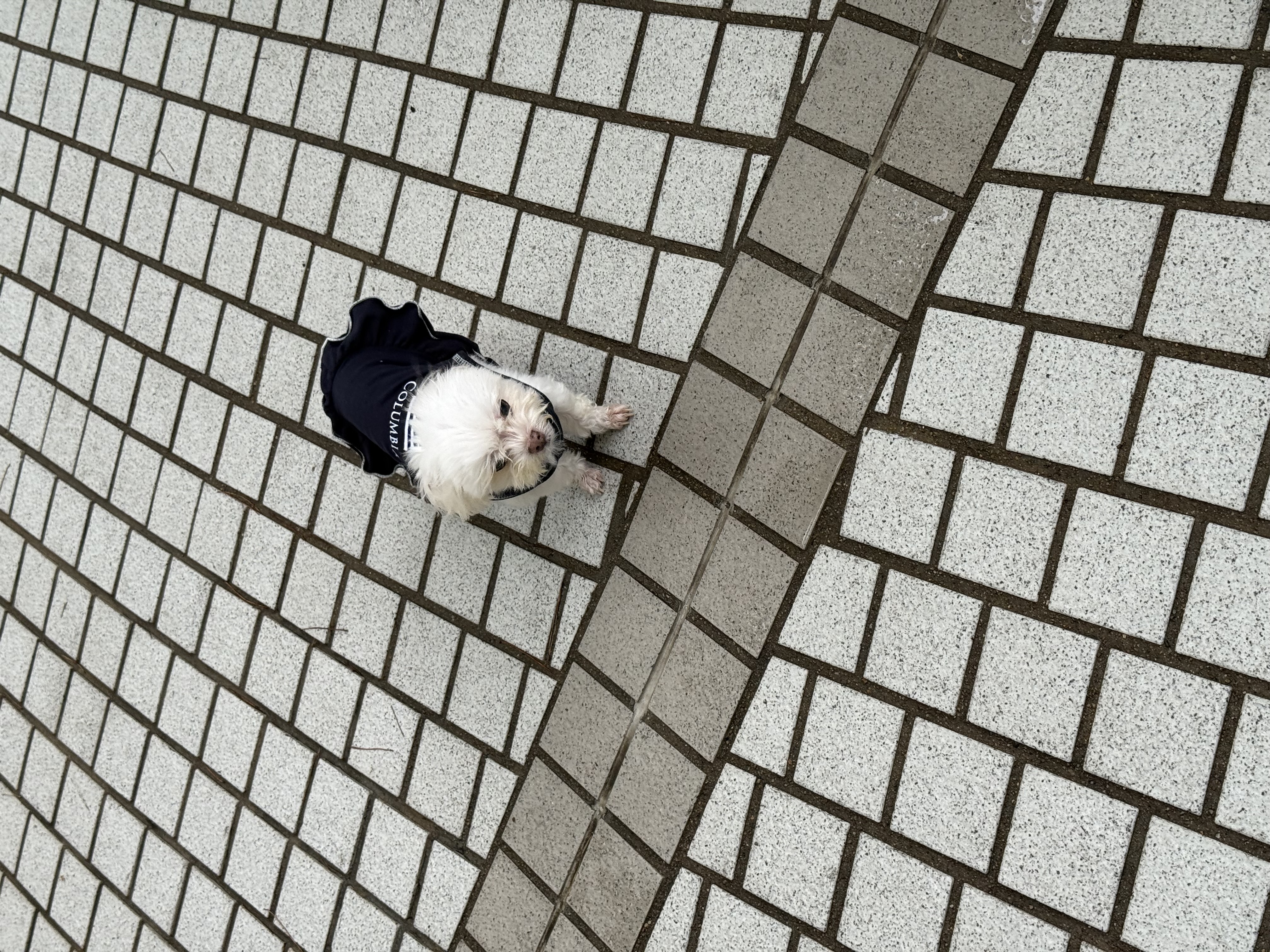 Dog contemplating life choices: ruffled dress edition.