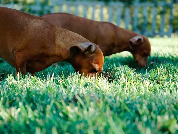 Plato thinks they're after the Form of Grass