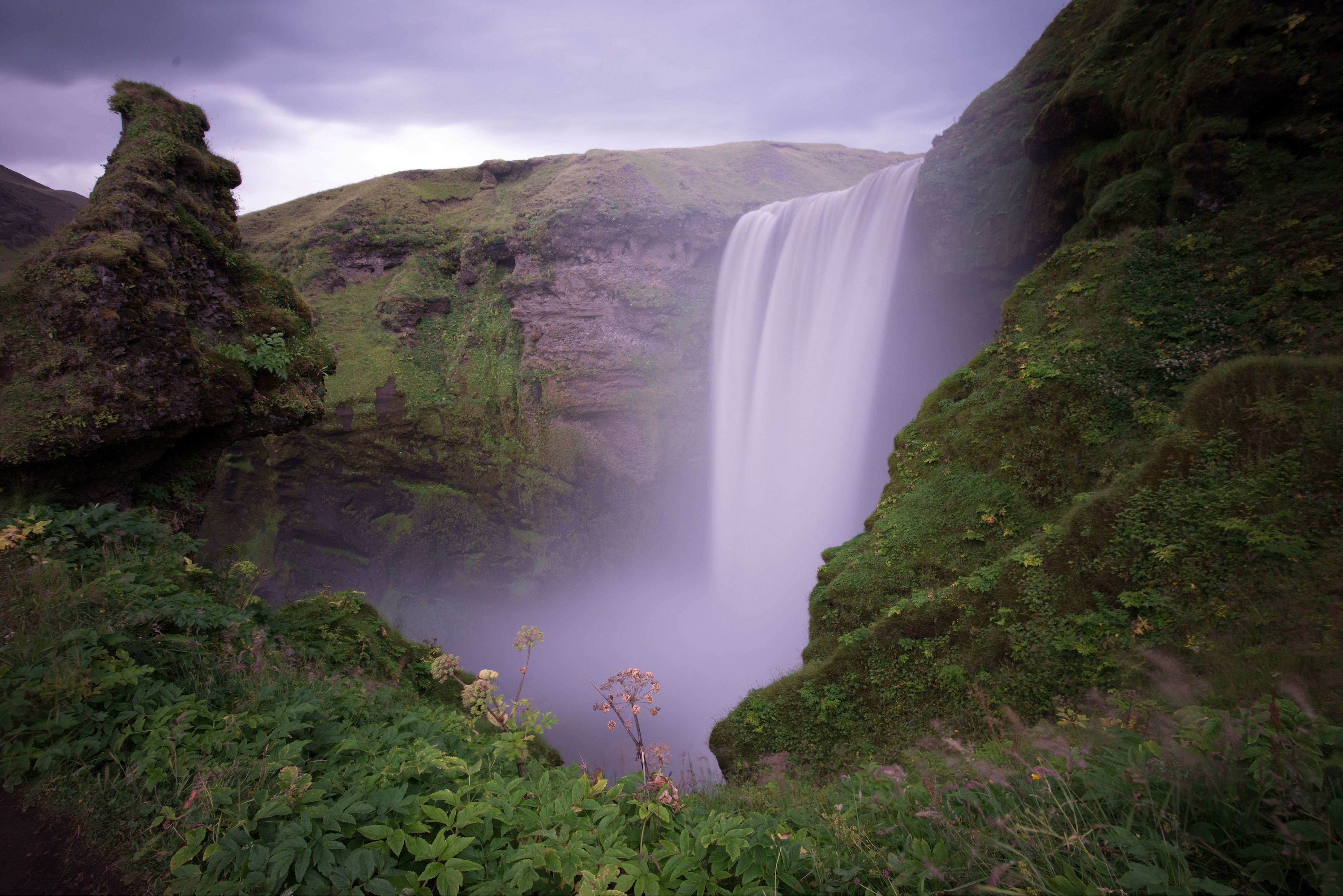 This breathtaking long-exposure photograph showcases the iconic Skógafoss waterfall in Iceland, appearing as a magnificent, silky-smooth curtain of water under a dramatic, purple-grey sky. The powerful cascade, seemingly in a perpetual state of serene descent, is flanked by rugged, moss-covered cliffs that look like ancient, grumpy giants guarding their watery treasure. Lush green vegetation, including prominent Angelica plants, thrives in the misty foreground, seemingly unfazed by the waterfall's grandeur. The ethereal quality of the water contrasts beautifully with the earthy textures of the surrounding landscape, creating a scene of profound natural beauty and a subtle hint of nature's stoic humor.