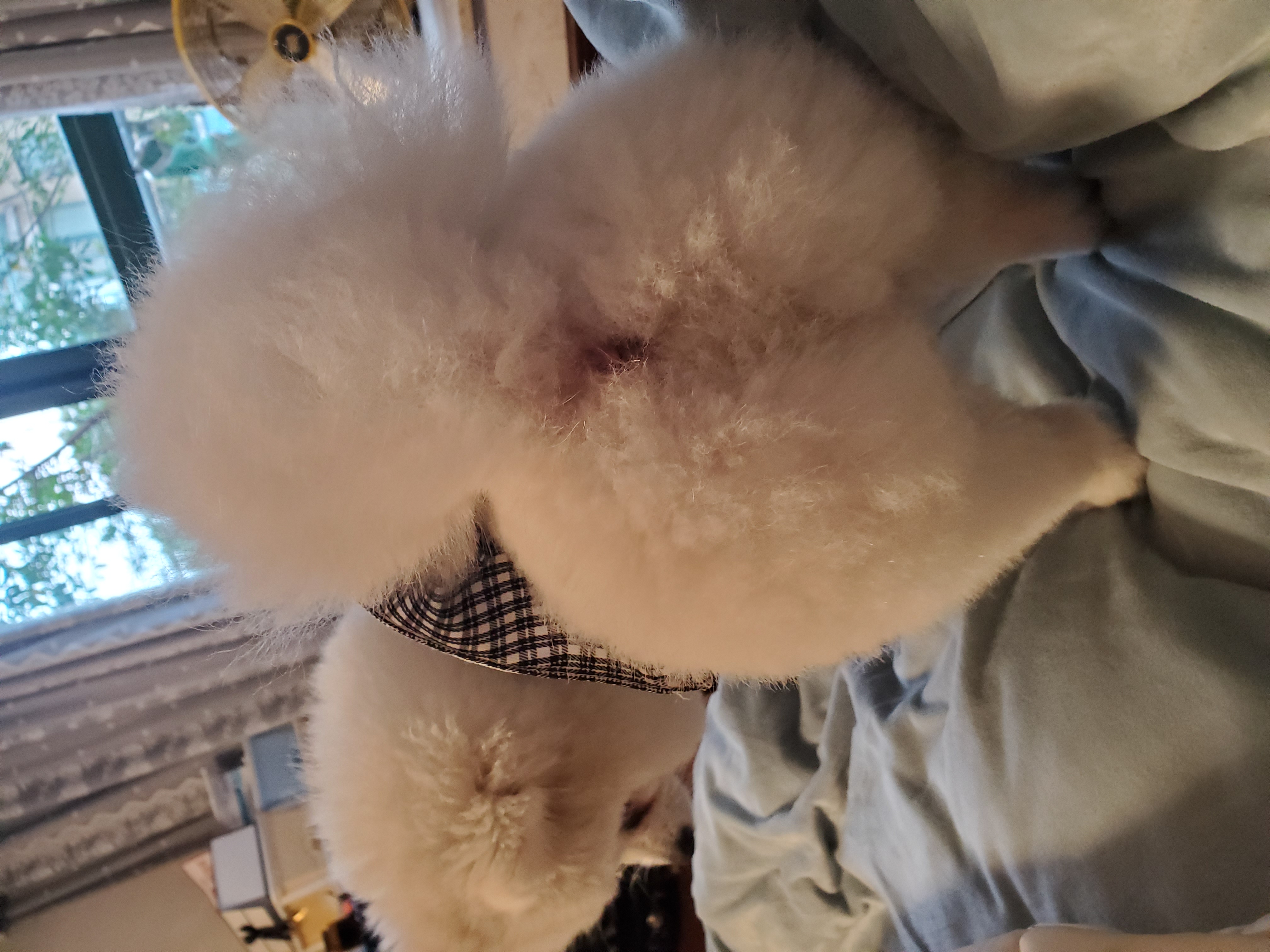 When your colleague presents your idea as theirs: fluffy revenge!