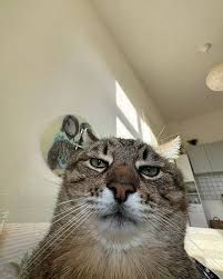 Mood: Existential dread with a side of disappointment