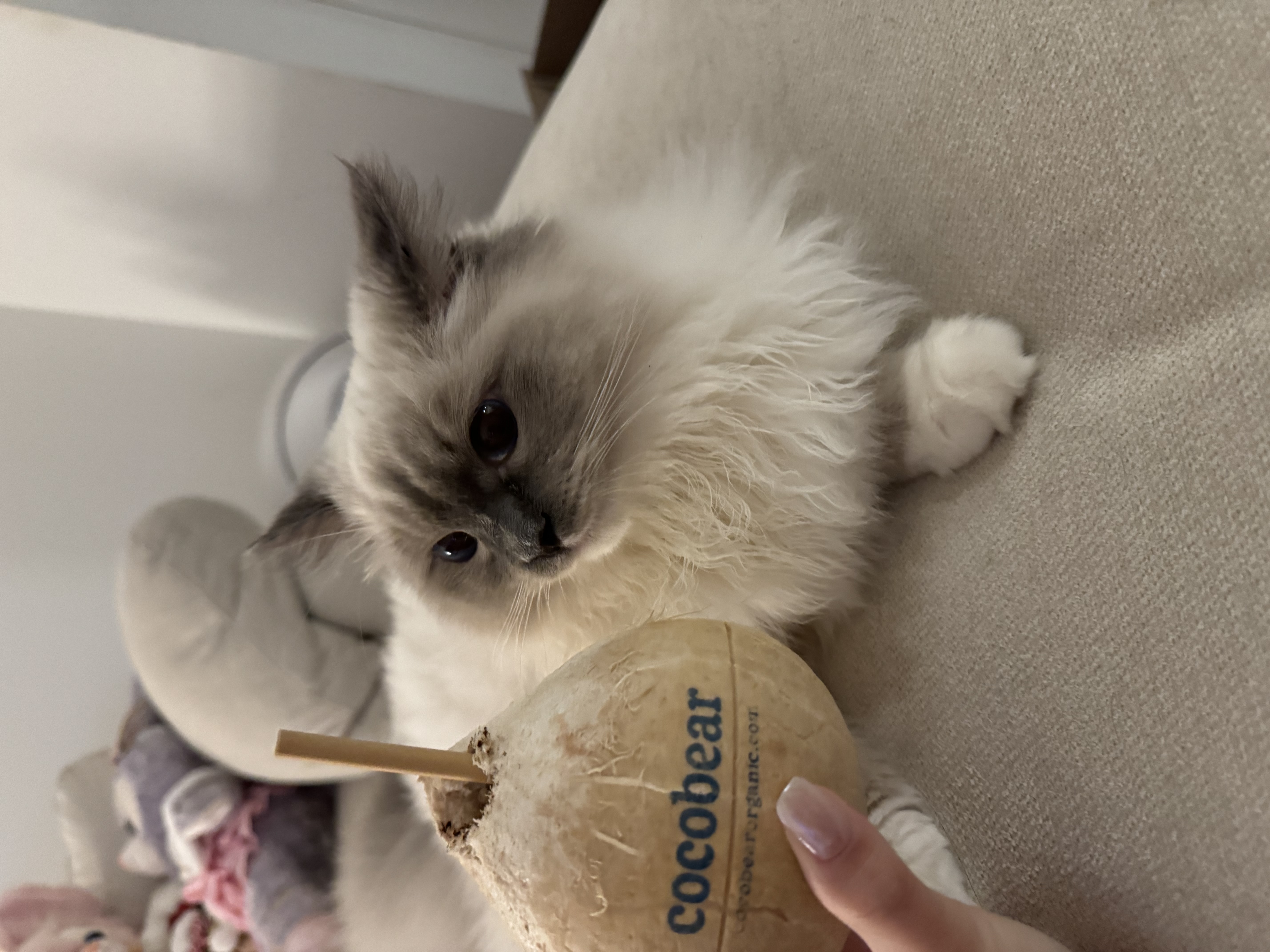 The image features a fluffy, light-colored cat with striking blue eyes, seemingly captivated by a coconut-shaped toy held by a human hand. The cat's demeanor appears curious and slightly intrigued, as it leans in closer to the toy, perhaps wondering if it’s a new plaything or a snack.
In the background, soft, muted colors create a cozy atmosphere, with a plush chair and some colorful toys or stuffed animals partially visible, adding a playful context to the scene. The setting suggests a relaxed, homey vibe, perfect for a casual playtime moment.
Humorously, it seems like the cat is pondering a life choice: will it engage with the coconut or continue its royal lounging? One could imagine it thinking, “Do I explore this new world of coconut toys, or simply nap like the majestic feline I am?” A classic dilemma!