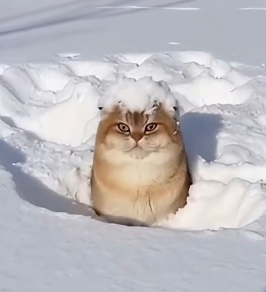 In this amusing image, a fluffy cat sits in a snowy landscape, its demeanor exuding a mix of confusion and regal composure. The cat's large, round eyes stare directly at the camera, giving it a bemused expression as it sits amidst the white snow, which has formed a little mound atop its head like a snowy hat. The background features an expanse of untouched snow, with gentle hills and shadows creating a serene winter scene.
The juxtaposition of the cat's serious face against the playful snow creates a humorous contrast, reminiscent of classic cat memes where pets display human-like emotions. This scene encapsulates the charming absurdity of pets in nature, highlighting how animals often find themselves in quirky situations that resonate with viewers, making it a delightful and relatable moment.