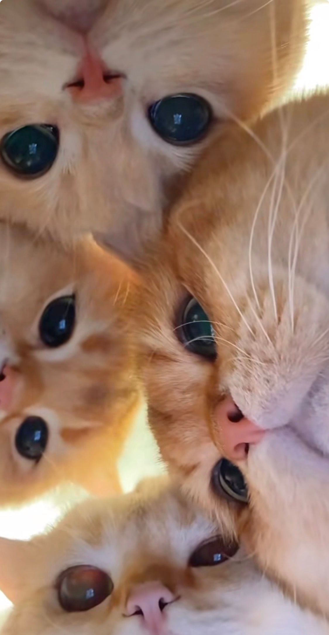 In this charming image, four adorable cats are closely clustered together, their faces filling the frame. The cats display a mix of expressions, from curious to slightly bewildered, as they gaze directly at the camera with their large, round eyes that seem to sparkle with mischief. The warm shades of their fur—golden and creamy—contrast beautifully against the soft, blurred background, which is likely an indoor setting, perhaps illuminated by natural light. This setting adds a cozy, intimate feel to the picture.
Their demeanor captures a playful yet inquisitive mood, making it feel as though they are contemplating their next playful adventure. The close-up composition emphasizes their endearing features, including tiny pink noses and twitching whiskers. Overall, this image radiates warmth and humor, inviting viewers to smile at the delightful antics of these feline friends.