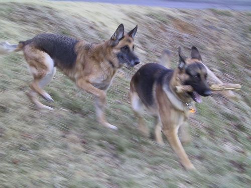 In the image, two German Shepherds are joyfully running through a grassy area, likely a park or backyard. The one on the right is energetically carrying a stick, its demeanor exuding excitement and playfulness. The other dog appears to be in pursuit, showcasing a friendly competition. Their fur is a mix of tan and black, characteristic of the breed, and they seem to be enjoying a moment of camaraderie and fun.
The blurred background suggests they are moving quickly, enhancing the sense of action. The grassy terrain adds to the outdoor, carefree vibe of the scene, making it a delightful snapshot of canine play. The humor lies in the sheer enthusiasm of the dogs, hinting that the stick could be a coveted prize, while the other dog may just be thinking, "Wait, I want that too!" It's a lighthearted moment filled with energy and joy.