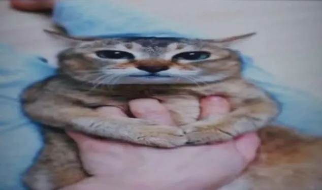 This image features a tabby cat with an exceptionally serious and slightly disgruntled demeanor, held firmly by a human hand. Its ears are flattened back, and its eyes are narrowed, conveying a look of intense contemplation or perhaps mild annoyance. The cat's front paws are comically clasped together, resting on the human's fingers, giving it the appearance of a tiny, stern boss deep in thought. The soft, light blue background, likely a blanket or clothing, serves as a simple backdrop, ensuring all focus remains on the cat's expressive face. The humor stems from this anthropomorphic portrayal, making the cat seem like it's silently judging its human or plotting world domination, reminiscent of popular "grumpy cat" memes.