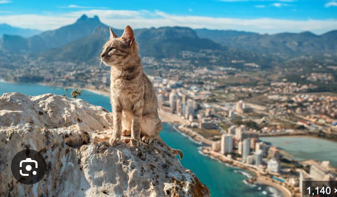 A regal tabby cat, with light brown and grey stripes, sits poised on a rugged, sun-drenched rock formation, looking like the undisputed monarch of all it surveys. Its demeanor is one of profound contemplation, as it gazes intently towards the right, perhaps planning its next grand conquest of a particularly elusive sunbeam. The background reveals a breathtaking coastal city, with numerous buildings sprawling along a vibrant turquoise shoreline, backed by towering mountains under a brilliant blue sky. This image is not from any famous show, movie, or cultural event I recognize. The cat's elevated position humorously suggests it's a tiny, furry overlord overseeing its sprawling kingdom, oblivious to human concerns below.