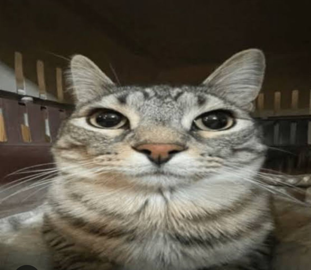 Club Drama Escalates: Cat Declares Itself President