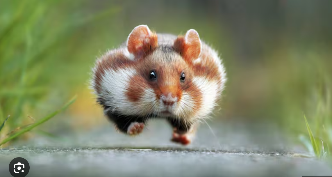 In the image, a plump hamster is captured mid-leap, exuding an exuberant energy. Its round body and fluffy fur, striped with shades of brown and white, create a charming contrast against the blurred green background. The hamster's wide eyes and perked ears suggest curiosity and excitement, as if it's on a grand adventure, perhaps racing towards a hidden treasure of treats.
The background, though softly out of focus, hints at a natural setting, enhancing the sense of freedom and playfulness. The grass softly framing the scene emphasizes the outdoor vibe, making it feel lively and vibrant.
This little creature seems to embody the spirit of joy, almost like a cartoon character on a mission. The humorous aspect lies in its exaggerated cuteness and dynamic pose—a small ball of fluff defying gravity! It’s the kind of scene that would make anyone smile.