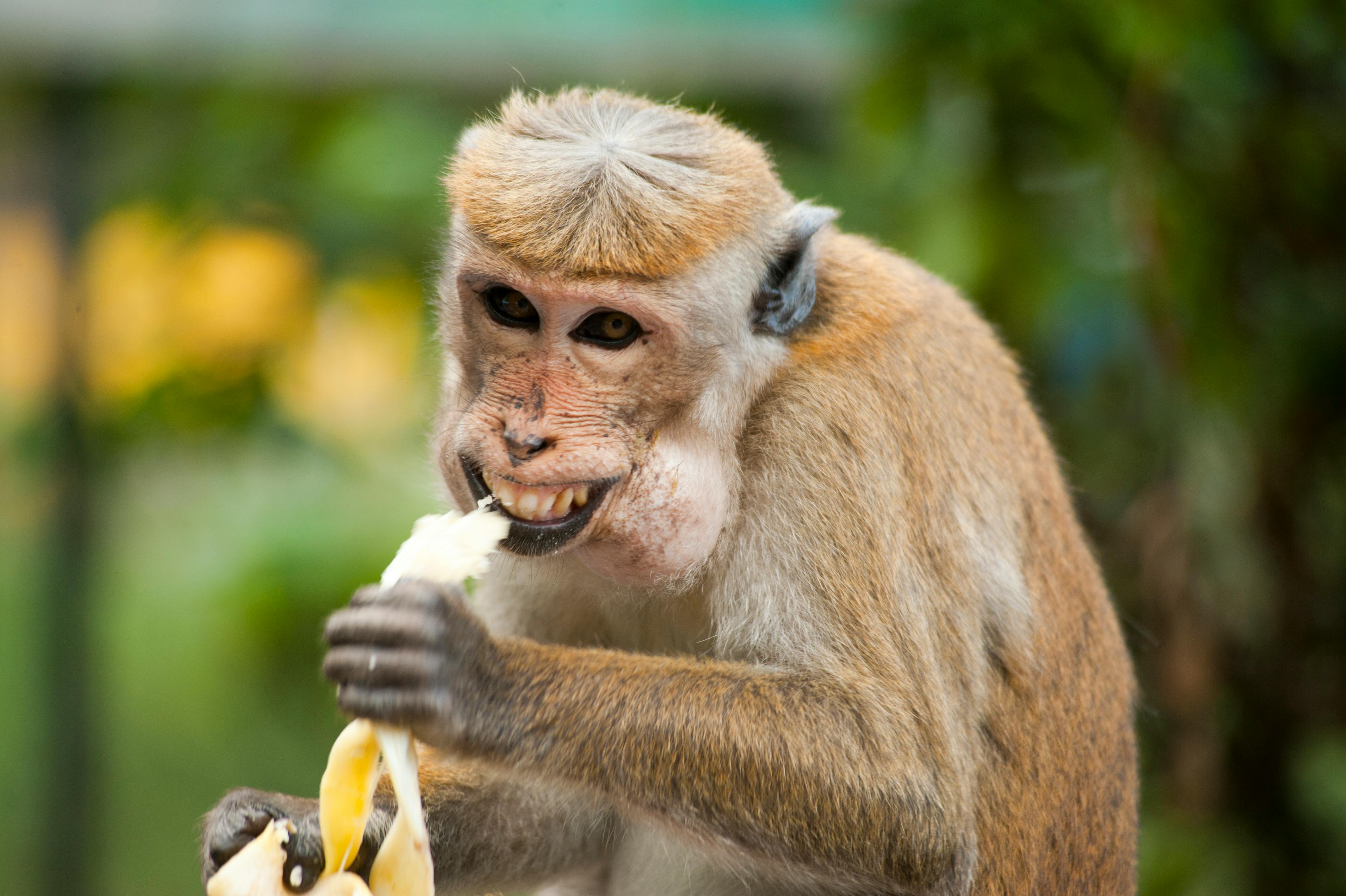 When the banana you bought isn't as organic as advertised.