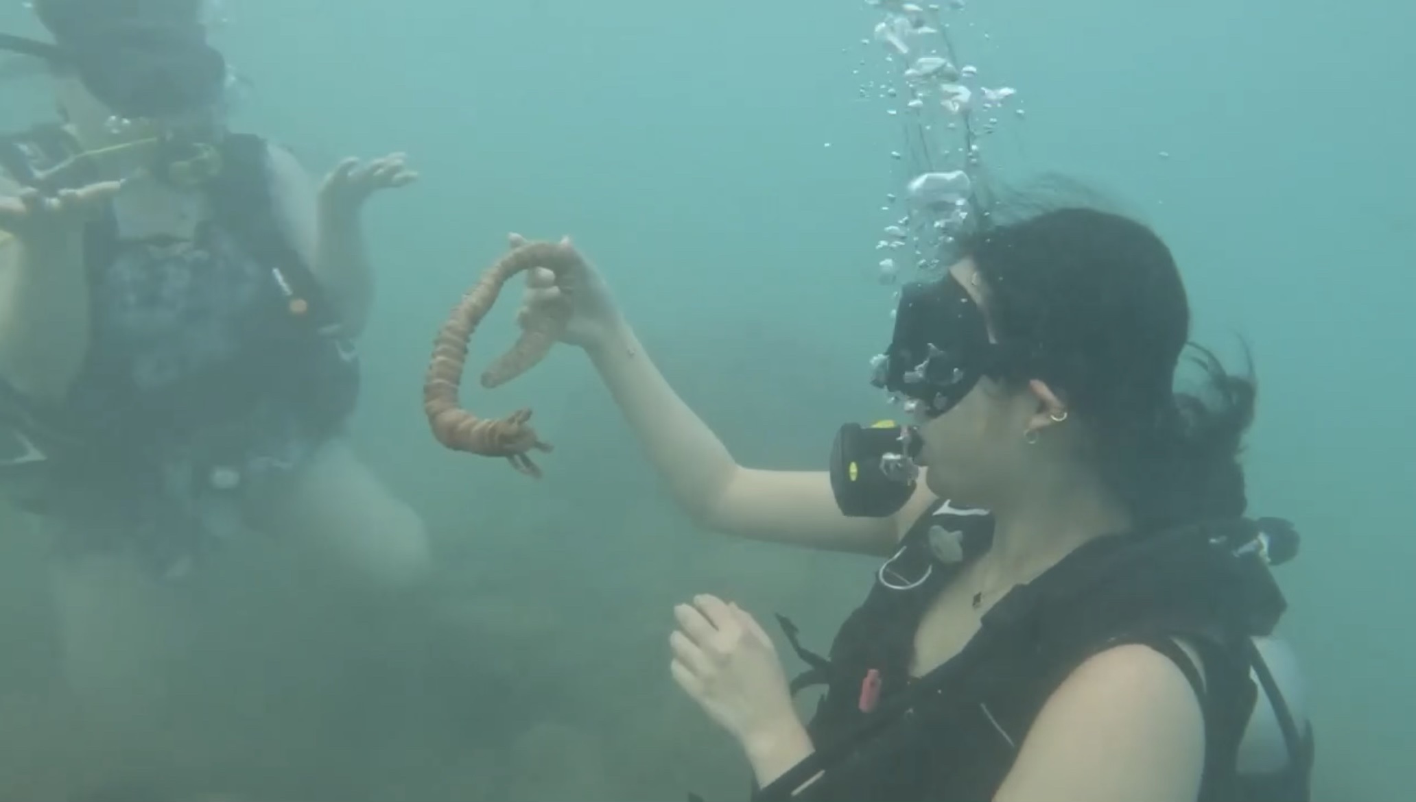 When your clueless colleague finds out what a sea cucumber is.