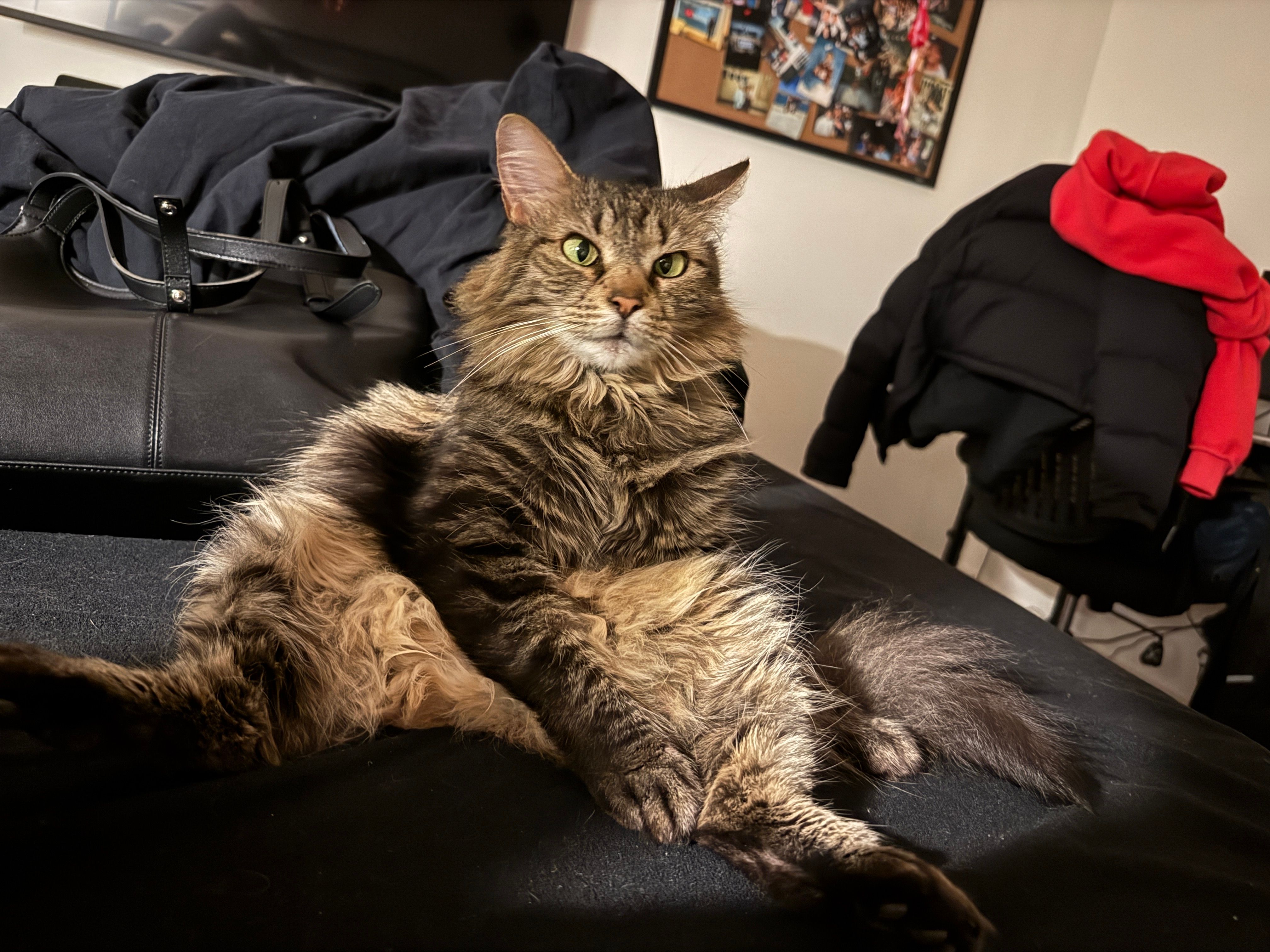 A majestic, fluffy tabby cat, resembling a Maine Coon, sits upright on a black leather surface with its hind legs splayed out in a remarkably human-like fashion. Its long, brown and black striped fur is prominent, and its bright green eyes gaze directly at the viewer with an air of confident nonchalance, perhaps even a hint of playful judgment. The cat's relaxed, almost regal demeanor, combined with its unusual sitting posture, creates a humorous and endearing scene. In the background, a black jacket and a vibrant red hoodie are casually draped, suggesting a cozy, lived-in home environment. A corkboard adorned with various photos is visible on the wall, further emphasizing the domestic setting where this feline clearly reigns supreme. I did not find any famous or recognizable content in this image.