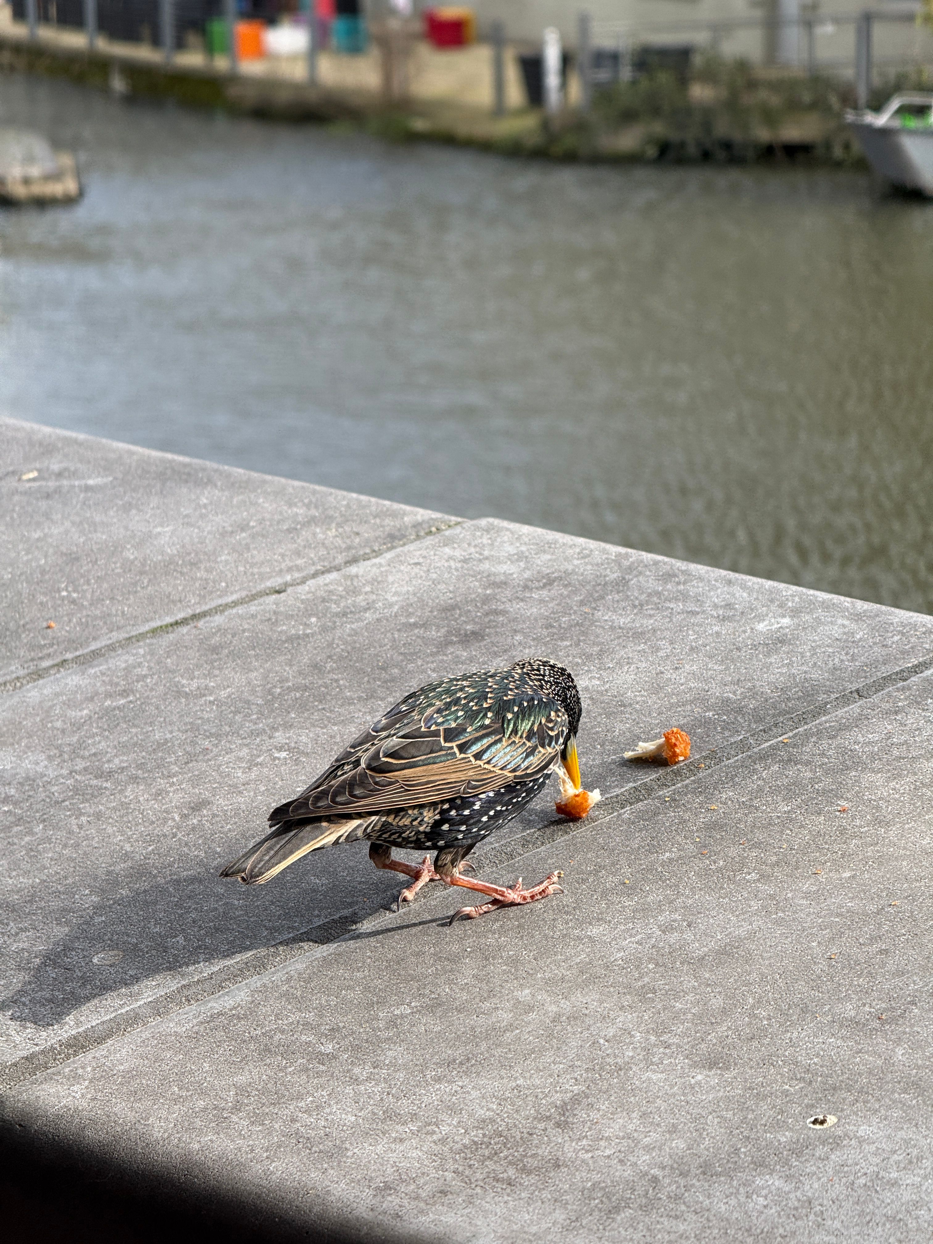 In this delightful scene, a starling is perched on the edge of a concrete surface, intently focused on a small piece of food. Its iridescent feathers shimmer in the light, displaying hues of green and purple, while its yellow beak is poised to pick up a morsel of orange food. The bird's demeanor reflects curiosity and determination as it investigates its snack.
The background features a serene waterway, with hints of colorful containers and greenery hinting at a lively, urban environment. This contrast between the bird's simple act of foraging and the bustling backdrop emphasizes the beauty of nature amidst city life. The scene captures a humorous moment of a bird seemingly lost in a gourmet feast, as if it were a food critic savoring the latest culinary delight. The playful juxtaposition of an everyday bird enjoying its meal adds a lighthearted charm to the image.