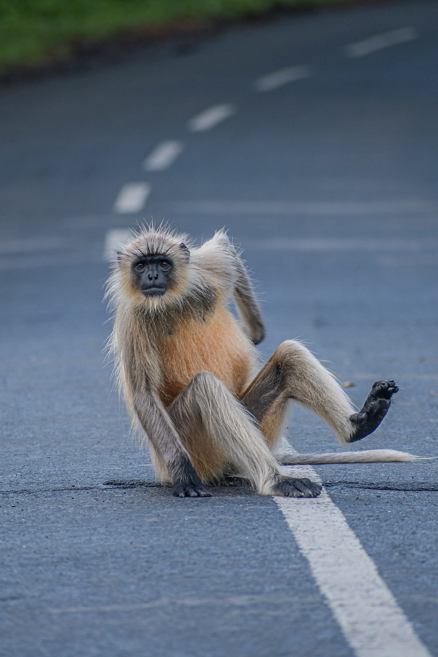 A Gray Langur monkey strikes a dramatic pose, sitting squarely on a dark asphalt road. Its light, somewhat spiky fur and intense gaze give it a surprisingly human-like demeanor, as if caught mid-thought or preparing for a monologue. One arm is casually lifted, and a leg is extended, making it appear to be either stretching or simply making itself comfortable on the unexpected stage. The dashed white lines of the road recede into the background, emphasizing the monkey's prominent position. This humorous scene captures a moment of unexpected repose, where a wild creature has confidently claimed a human thoroughfare as its own personal relaxation spot, perhaps pondering the day's banana market.