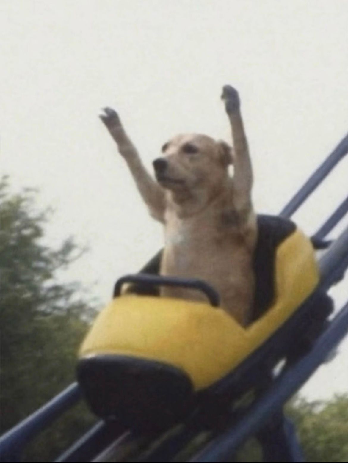 {"scene":"Dog on a roller coaster","facial_expression":[],"gestures":["arms raised"],"elements":["roller coaster","dog","seat"],"people":[],"animals":["dog"],"environment":"outdoor amusement park","colors":["yellow","blue","green"],"actions":["riding roller coaster"],"observable_mood":"playful"}
