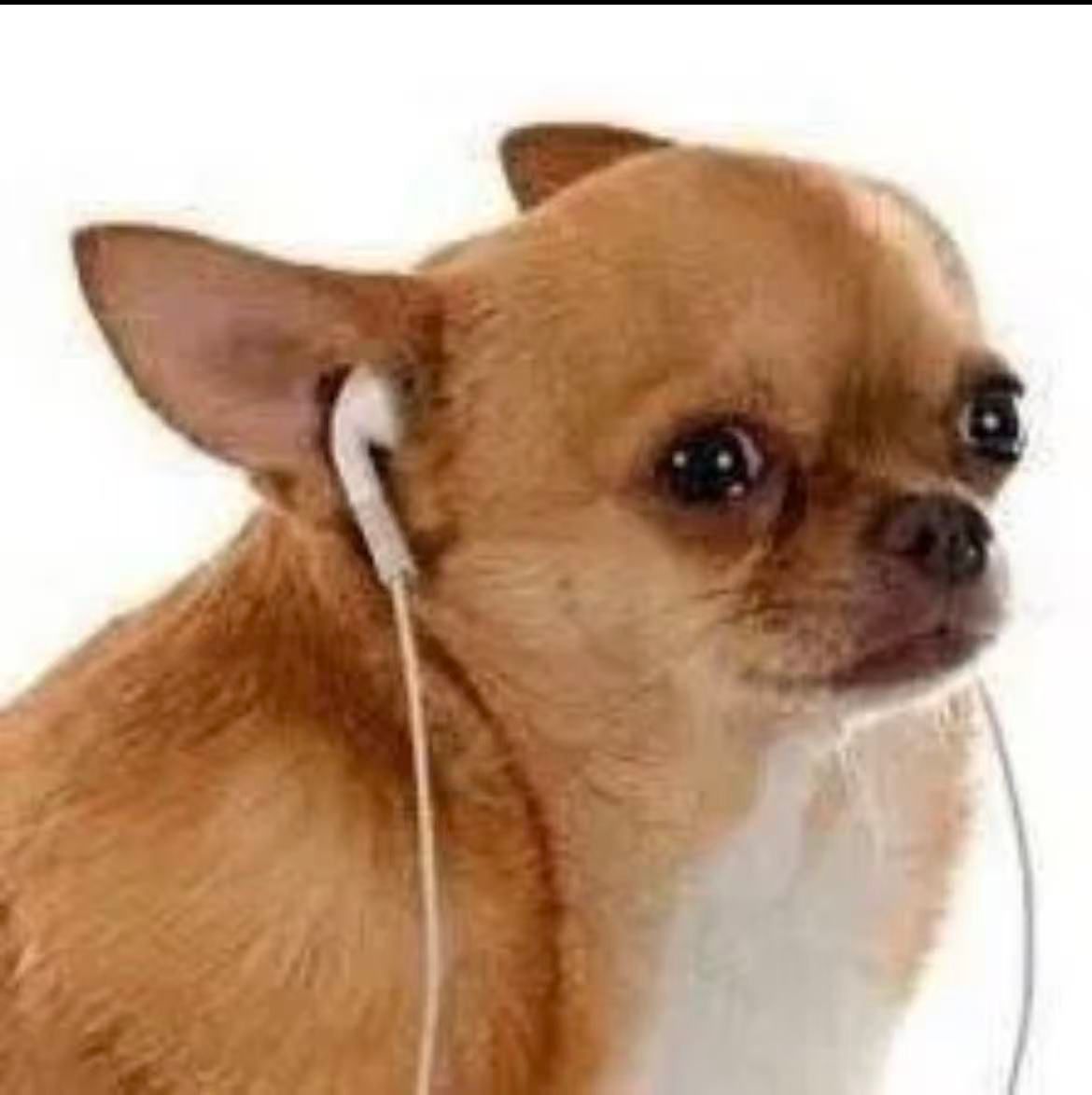 {"scene":"A small dog wearing earphones","facial_expression":["neutral face"],"gestures":[],"elements":["dog","earphones"],"people":[],"animals":["dog"],"environment":"plain background","colors":["brown","white"],"actions":["listening"],"observable_mood":"calm"}