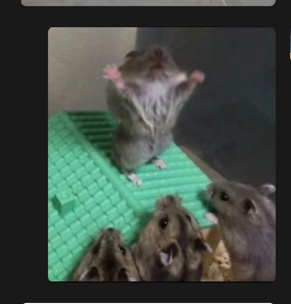 {"scene":"group of small rodents on a green plastic platform inside an enclosure","facial_expression":["wide eyes","whiskers visible","closed mouths"],"gestures":["standing on hind legs with front paws raised","looking upward","clustered together at base of platform","perched on ramp"],"elements":["green textured plastic ramp/platform","clear enclosure wall or tank","light-colored bedding or wood shavings","multiple small rodents"],"people":[],"animals":["hamster (standing on hind legs)","hamster (right, on platform)","three hamsters at bottom looking up"],"environment":"indoor small-animal enclosure with plastic ramp and bedding","colors":["green","gray","brown","white","light tan","dark/black background"],"actions":["raising paws","standing","looking up","sitting","gathering near base of ramp"],"observable_mood":"alert"}