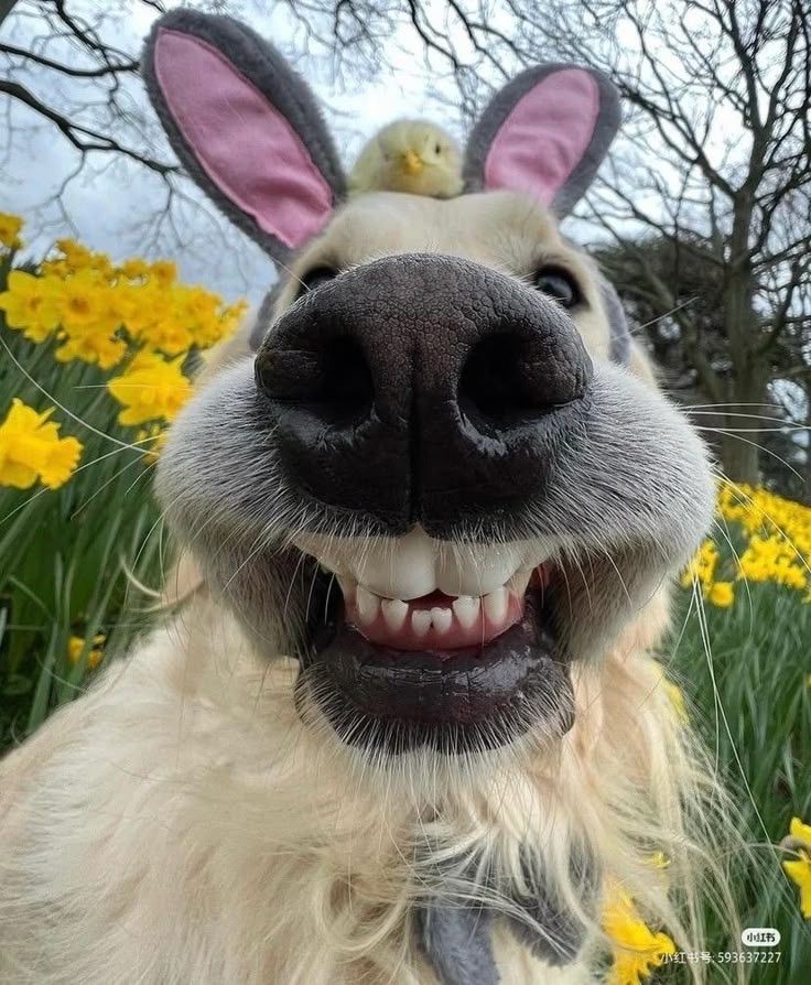 This delightful, low-angle close-up captures a golden-hued dog sporting grey and pink bunny ears, grinning widely with an almost human-like, toothy smile. Perched comically atop its head is a tiny, fluffy yellow chick, seemingly unfazed by its unusual perch. The dog's large, wet black nose dominates the foreground, adding to the image's playful and slightly absurd charm. The background is a vibrant sea of yellow daffodils, hinting at springtime and Easter festivities, with bare tree branches silhouetted against an overcast sky. The entire scene exudes a cheerful, whimsical, and humorous vibe, perfectly encapsulating the spirit of Easter with an unexpected, adorable duo.