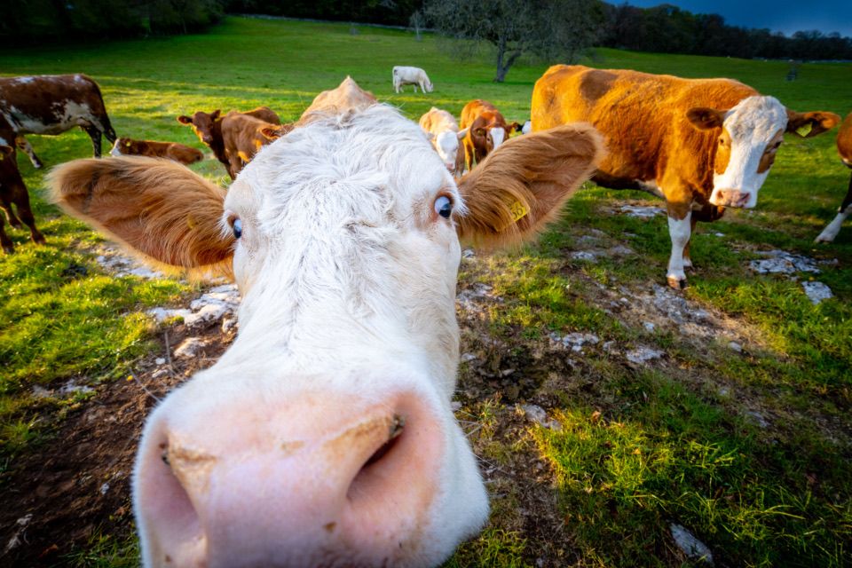 A curious cow with wide, slightly bulging blue eyes and a prominent pink nose dominates the foreground, looking directly into the camera with an almost comical, surprised expression. Its fluffy brown ears, one with a yellow tag, frame its white face. This extreme close-up gives the impression of a bovine selfie or a very inquisitive encounter. In the sun-drenched background, a herd of other brown and white cows grazes peacefully on a vibrant green, rocky pasture, under a bright sky. The lush field and the herd provide a natural, idyllic setting, contrasting humorously with the main subject's 'in-your-face' demeanor, as if it's asking, 'Got any snacks?'