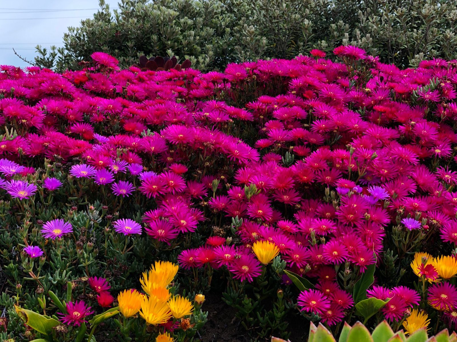 It's like Dodge Gym but for plants: bright, busy, and thriving.