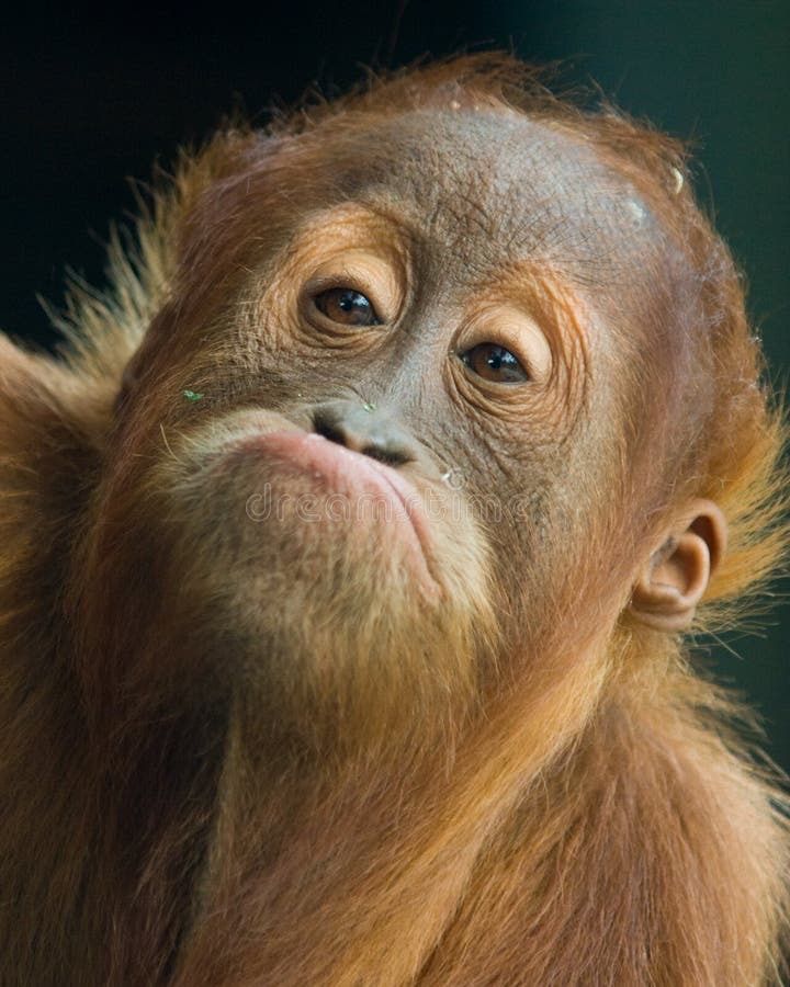 This close-up image features a young orangutan with reddish-brown fur, captured against a dark, out-of-focus background that suggests a natural, perhaps shaded, environment. The orangutan's demeanor is strikingly human-like, with a prominent pout on its lips and a slightly upward gaze, giving it a comically contemplative or mildly displeased expression. Its eyes are wide and expressive, adding to the sense of a deep thought or a subtle complaint. The way its mouth is pursed creates a humorous visual, as if it's just been told 'no' or is pondering the meaning of life. The dark background effectively isolates the subject, drawing all attention to its wonderfully expressive face and its relatable, almost grumpy, charm.