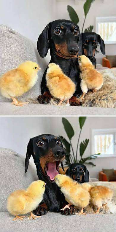 feeling like a dog at a chicken convention today