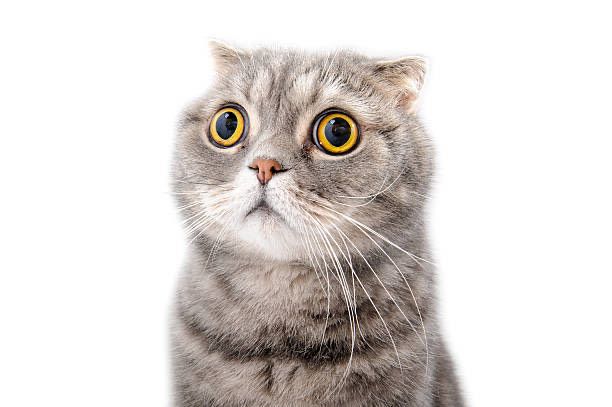 In this image, a fluffy gray cat with strikingly large, round yellow eyes is depicted. The cat's expression conveys a mix of surprise and curiosity, as if it's just stumbled upon something utterly astonishing. Its ears are perked up, enhancing its alert demeanor. The background is pure white, creating a stark contrast that emphasizes the cat's features and making it the focal point of the image.
The cat's bewildered look could humorously suggest it's pondering the mysteries of life, like why humans insist on putting them in silly costumes or why the red dot from a laser pointer always seems to elude them.
This scene, while simple, captures the essence of feline curiosity and innocence, making it relatable and amusing for anyone familiar with the antics of cats.