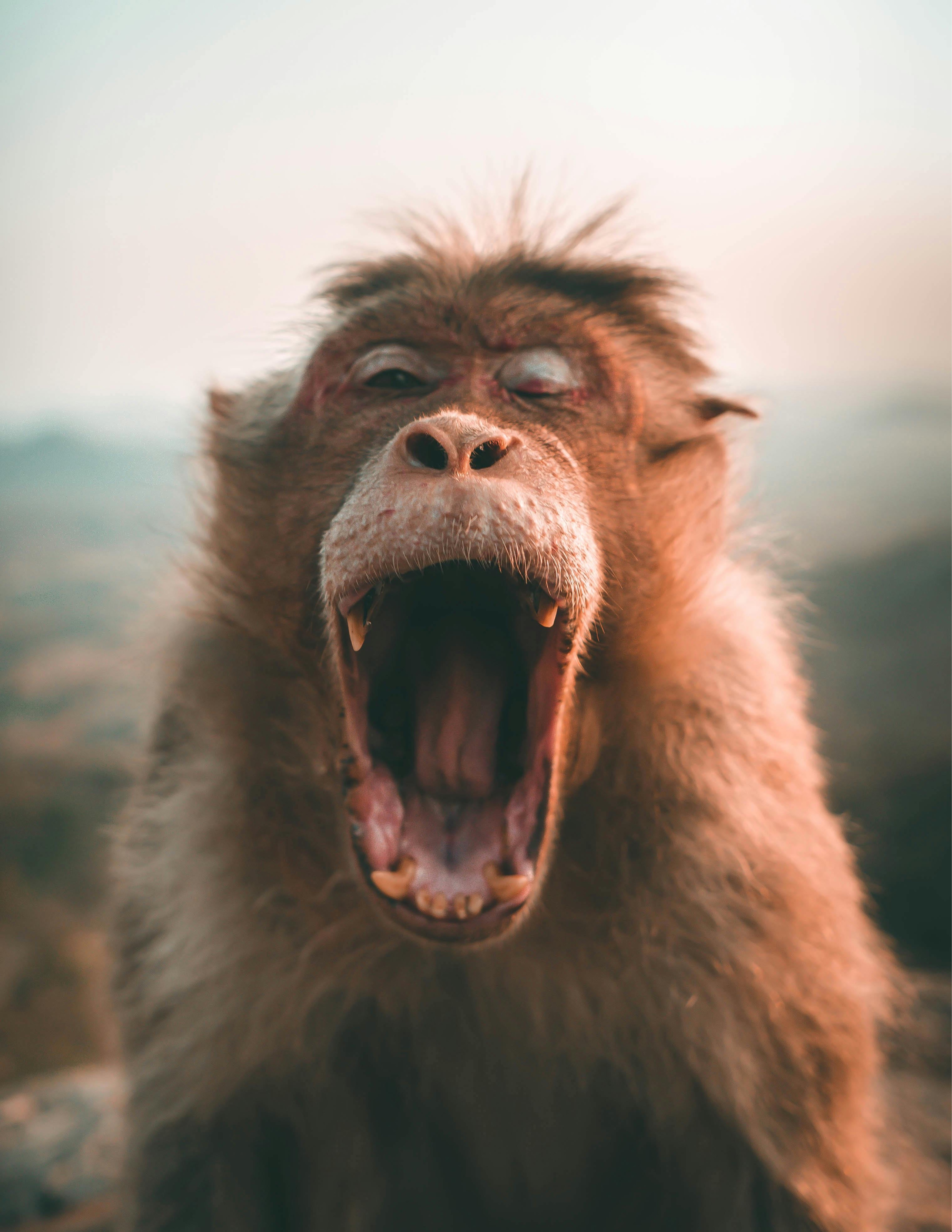 This close-up image features a monkey mid-yawn or mid-scream, its mouth agape revealing its teeth and tongue. Its eyes are partially closed, adding to the dramatic expression, while its fur appears ruffled, giving it a wild, unkempt look. The monkey's demeanor is intensely expressive, almost comically so, as if it's either letting out the most satisfying yawn of its life or just discovered a shocking piece of gossip. The blurred background, a soft gradient of light blue and pinkish hues, suggests an open, natural outdoor environment, possibly a hillside, which places the monkey in its natural habitat without distracting from its hilarious outburst. The simplicity of the background perfectly frames the monkey's exaggerated moment.
