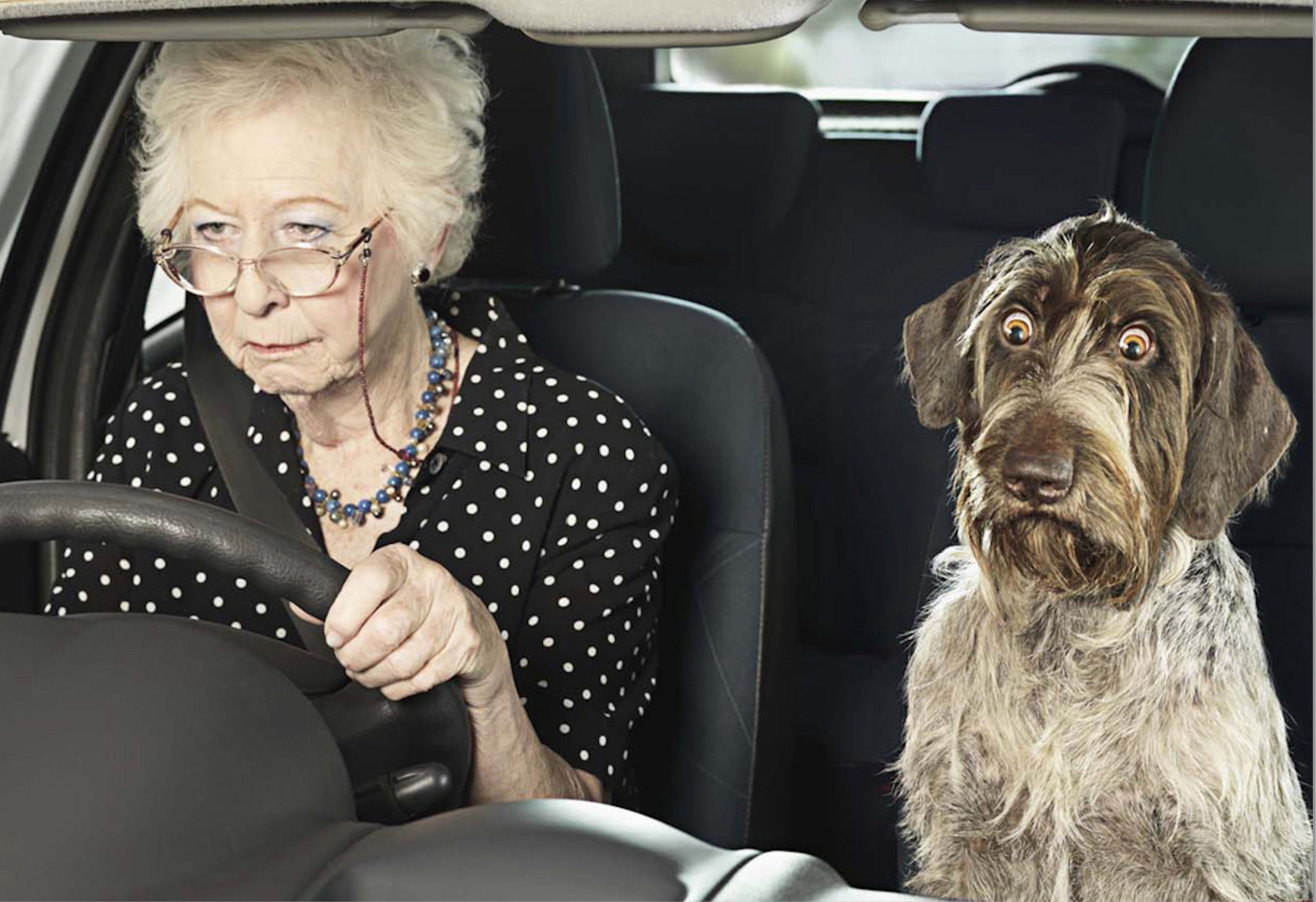 This humorous image captures an elderly woman driving a car, her demeanor one of focused concentration, perhaps a bit stern, as she grips the steering wheel. She wears a black polka-dot blouse and a blue beaded necklace, with her white hair neatly styled. In stark contrast, her canine companion, a scruffy brown and grey dog, occupies the passenger seat, sporting a comically exaggerated expression of wide-eyed surprise or shock. Its eyes are unnaturally large and round, a visual trope often seen in popular internet memes to convey extreme astonishment. The car's interior, with its dark seats and light headliner, forms a simple background, emphasizing the hilarious dynamic between the serious driver and her utterly bewildered co-pilot. The humor stems from the dog's anthropomorphic reaction, suggesting it's reacting to the driving or an unseen event with profound disbelief.