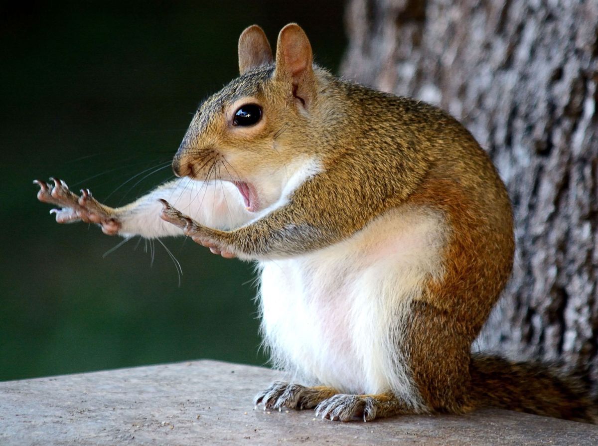 In this image, a squirrel takes center stage, striking a pose that exudes both surprise and sass. Its mouth is agape, seemingly mid-exclamation, while one paw is raised as if to say, "Stop right there!" The squirrel's fur showcases a beautiful blend of browns and whites, contributing to its charm. The background is blurred, hinting at a natural setting, likely a park or forest, which enhances the squirrel's playful demeanor.
This scene captures the whimsical essence of wildlife, where even a small creature can convey a grand personality. One can almost imagine the squirrel debating whether to engage an onlooker or scurry away in a flash, all while maintaining its adorable bravado. Humorously, it looks like the squirrel is about to drop a life lesson or a witty comeback, making it a delightful snapshot of nature's comedy.