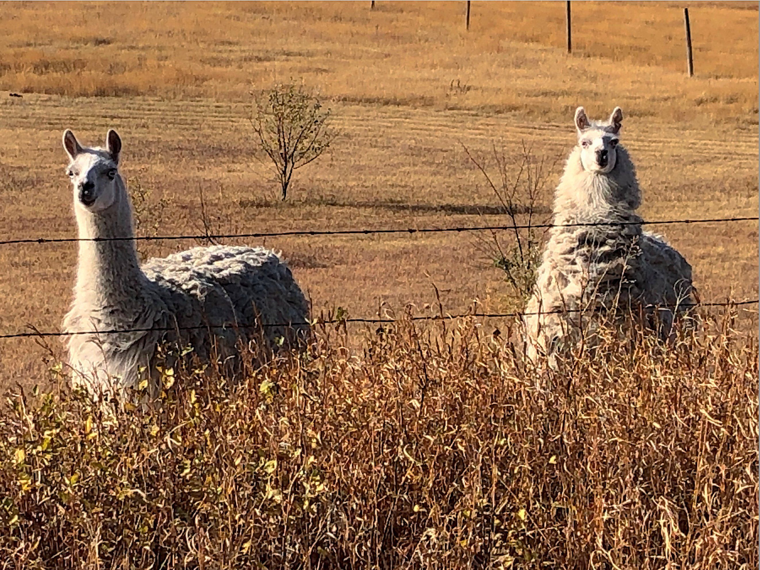 Two fluffy, light-colored llamas, with shaggy wool, peer directly at the viewer from a sun-drenched, golden-brown field. Their expressions are comically curious, with slightly open mouths, as if caught mid-conversation or surprised by the photographer. The llama on the right seems particularly startled, almost exclaiming, "Oh, hello there!" They stand behind a barbed wire fence, partially obscured by dry, autumnal foliage in the foreground. The background reveals more of the expansive, dry field, with a small, sparse tree in the distance, reinforcing a rustic, rural setting. The image captures a charming, humorous moment of these anthropomorphic creatures in their natural habitat. I am unable to identify any famous or recognizable content in this image.