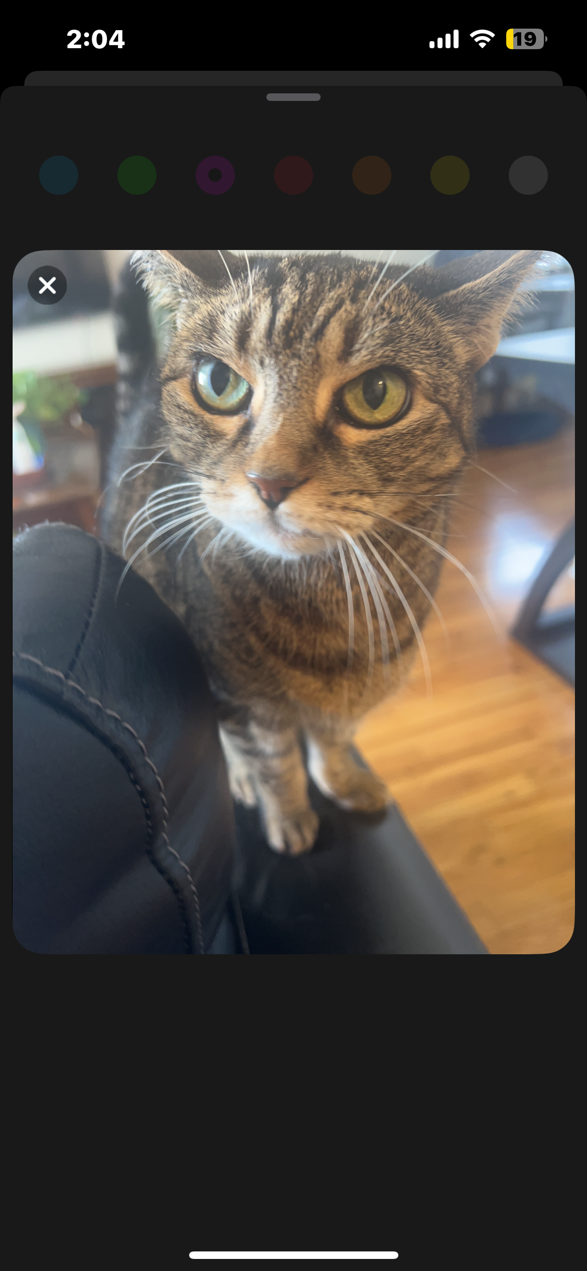 The image features a cat perched on the back of a black leather chair, its striking green eyes gazing intently at the viewer. The cat’s demeanor appears curious and slightly regal, as if it’s surveying its kingdom from a high vantage point. Its fur showcases a mix of browns and blacks, accentuated by distinct stripes, while long whiskers add to its expressive face.

In the background, a warm wooden floor and hints of home decor suggest a cozy indoor environment, possibly a living room. This setting enhances the domestic charm of the scene. The cat’s pose and alert expression humorously suggest it’s the self-appointed guardian of the household, ready to pounce into action at any moment—perhaps to chase a rogue dust bunny or to claim the next sunbeam. Overall, it captures a delightful moment of feline curiosity amidst a comfortable home backdrop.
