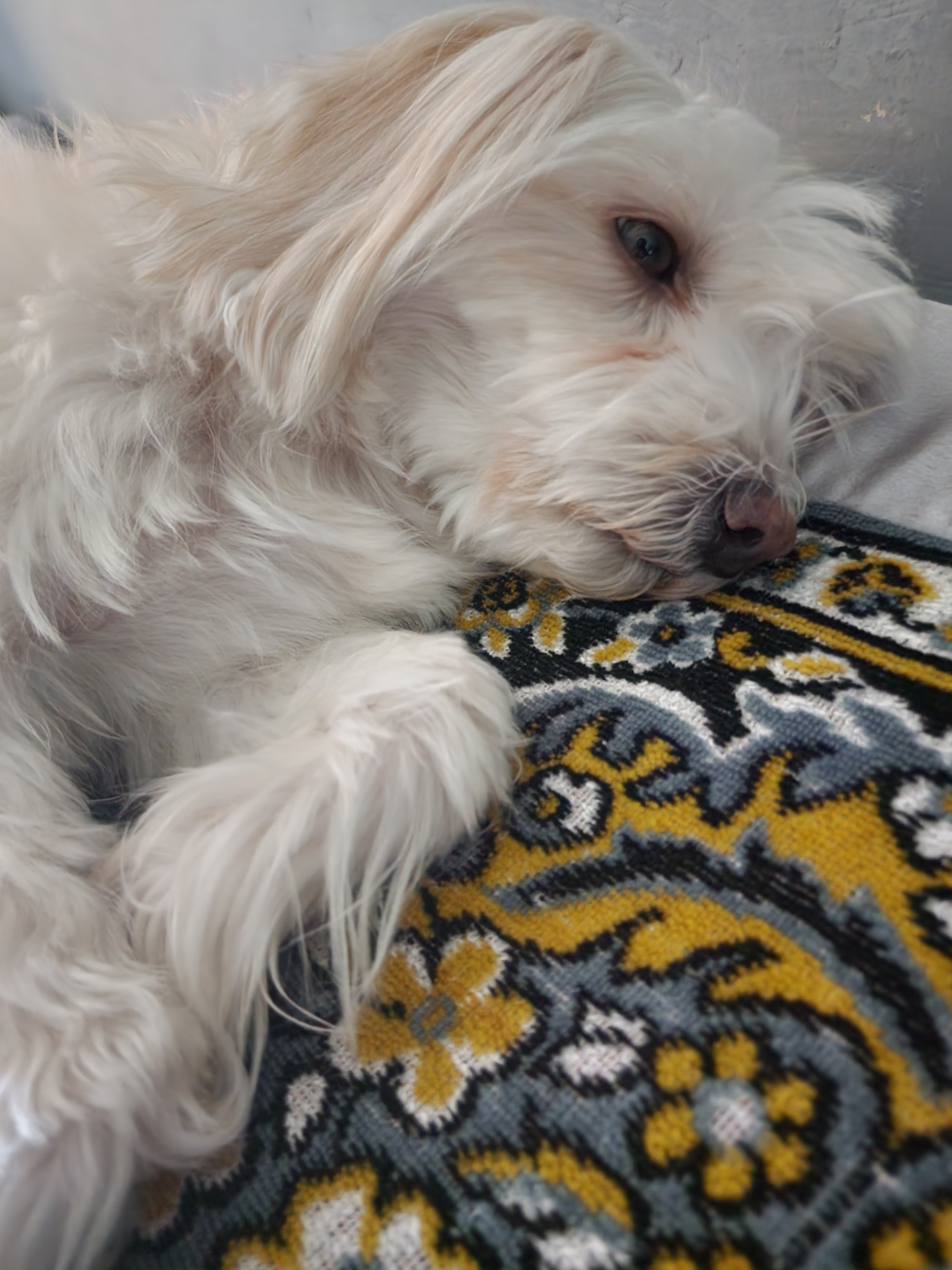 When you find out your investment doubled and you didn't even lift a paw.