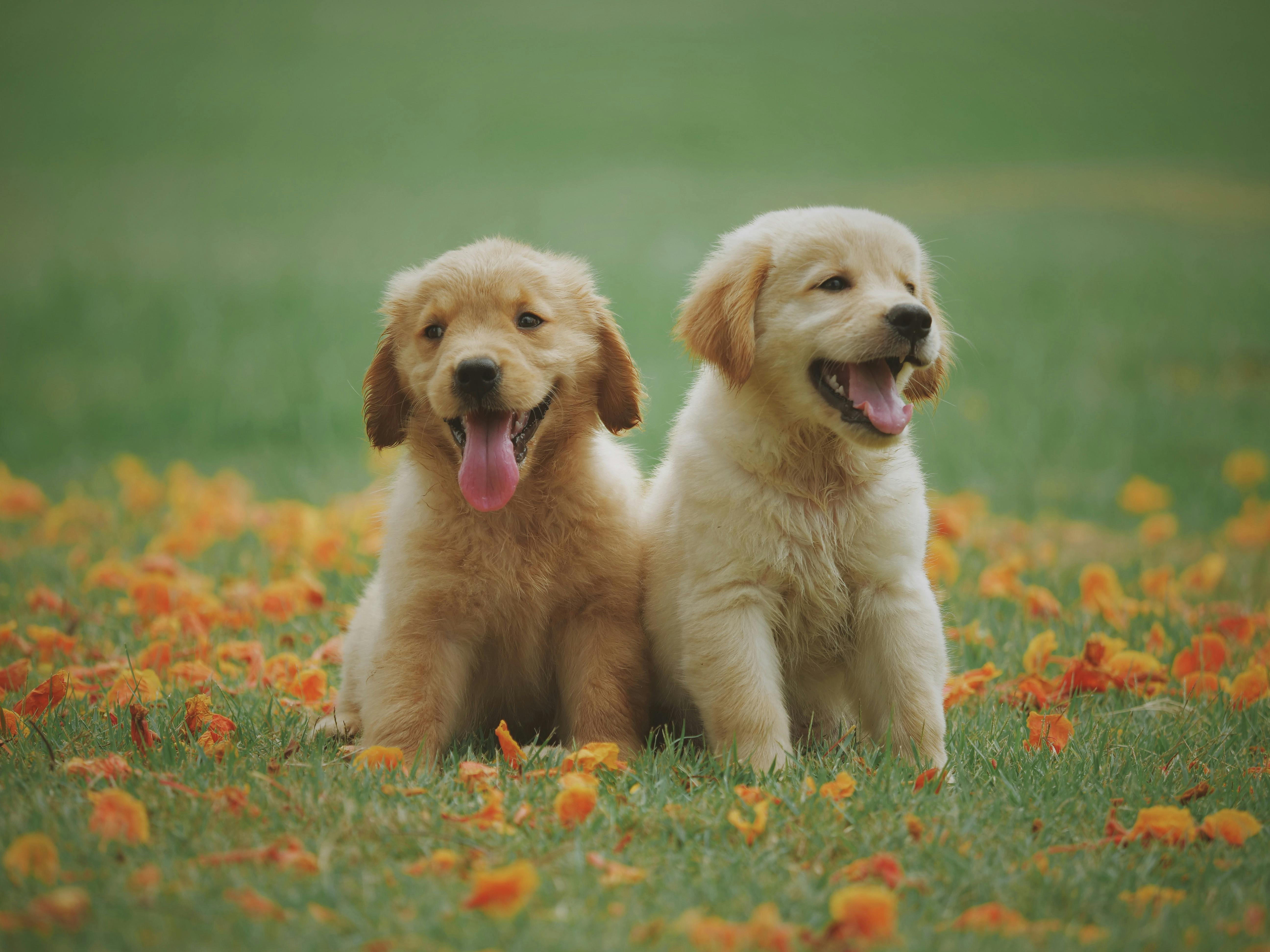 You're basically a golden retriever with a bad haircut.
