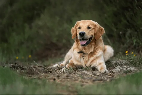 why did God give dogs serotonin and leave me bankrupt, no cap