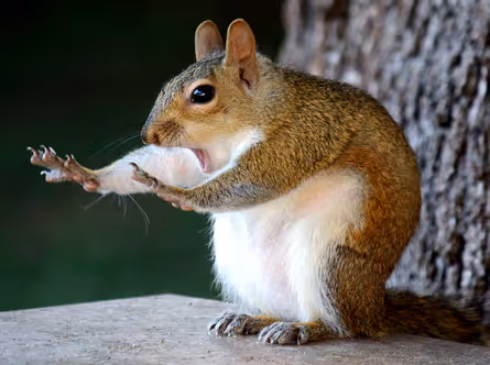 This captivating close-up features a squirrel caught mid-exclamation, its mouth wide open in a dramatic gasp or perhaps a very enthusiastic yawn. Its front paws are comically splayed outwards, adding to its exaggerated demeanor, as if it's saying, "You won't BELIEVE what I just saw!" or performing a tiny, operatic aria. The squirrel's fur is a blend of earthy browns and grays, contrasting with its pristine white belly. It sits on a light, textured surface, with a dark, blurry background of a tree trunk and foliage, perfectly placing this little drama within its natural, woodland stage. The image humorously captures a moment of pure, unadulterated squirrelly shock or delight.