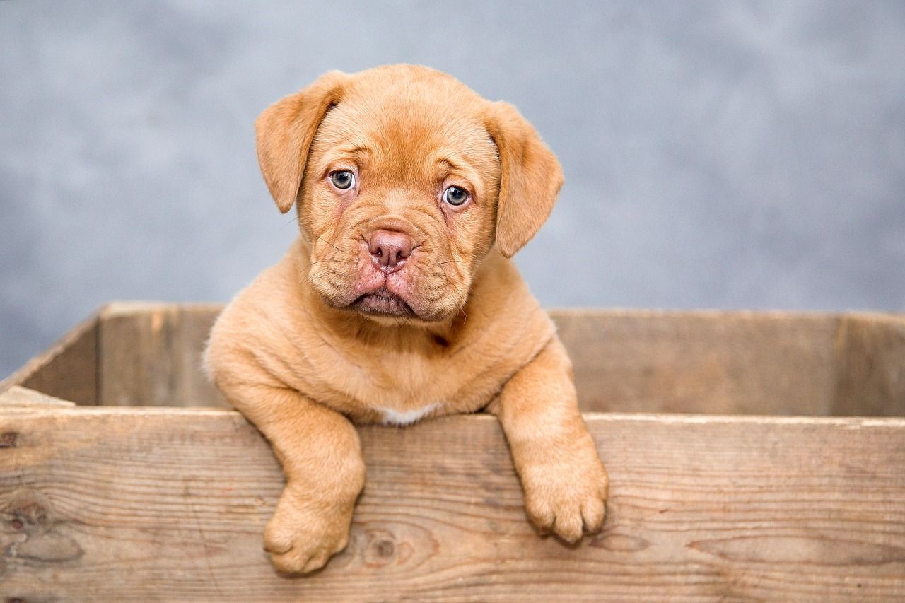 The image features a young brown puppy with a wrinkled face, resting its front paws on the edge of a wooden crate. The puppy is looking directly at the camera with a calm expression. The setting appears to be indoors, with a plain gray background.