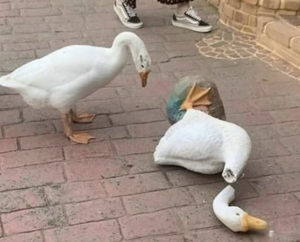 Millennial goose: 'This is fine. Everything's fine.'