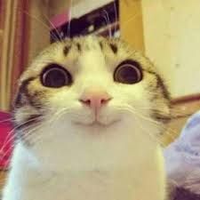 This cat’s face screams peak brain rot energy, fr.