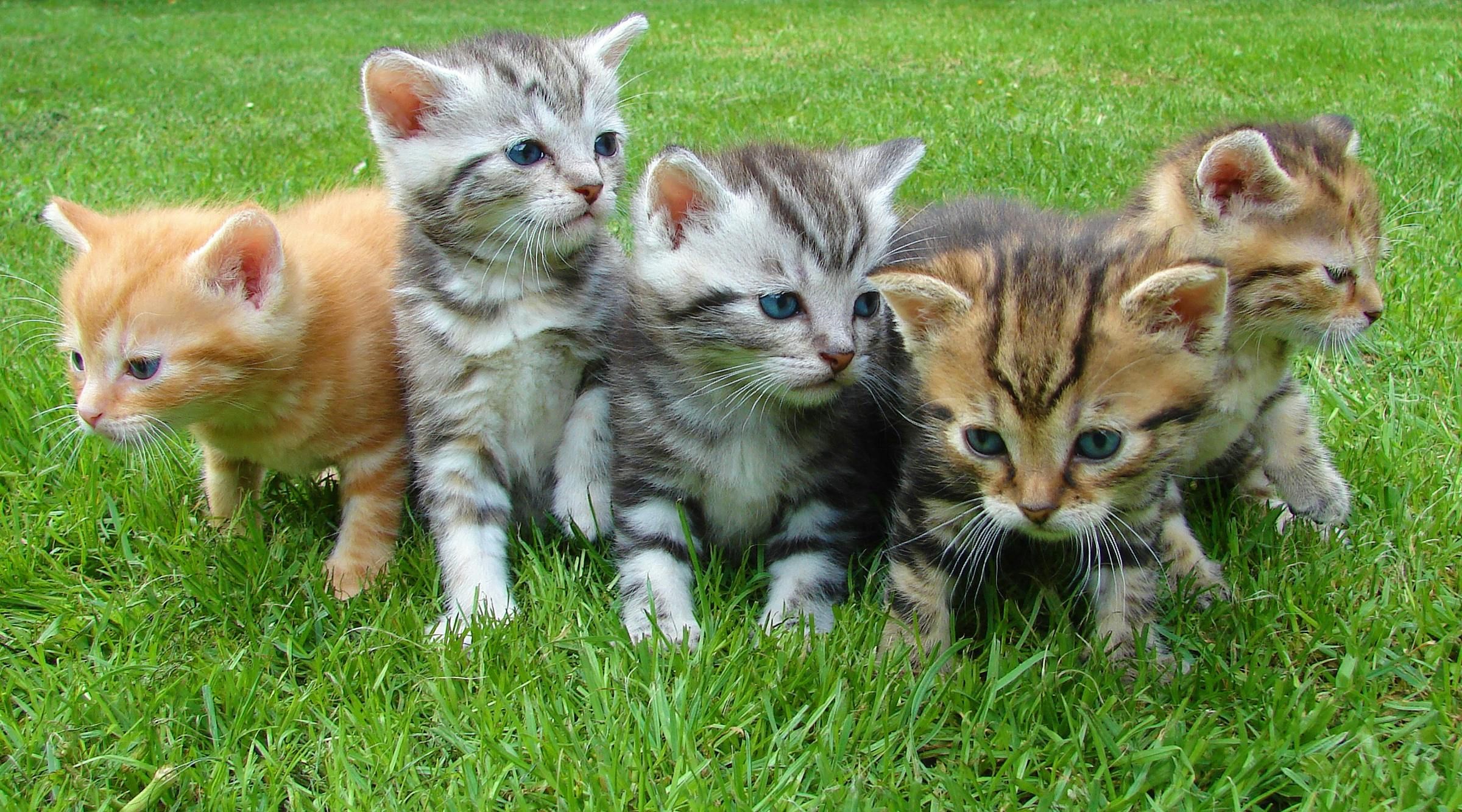 These kittens think they’re jungle explorers, just backyard bots.