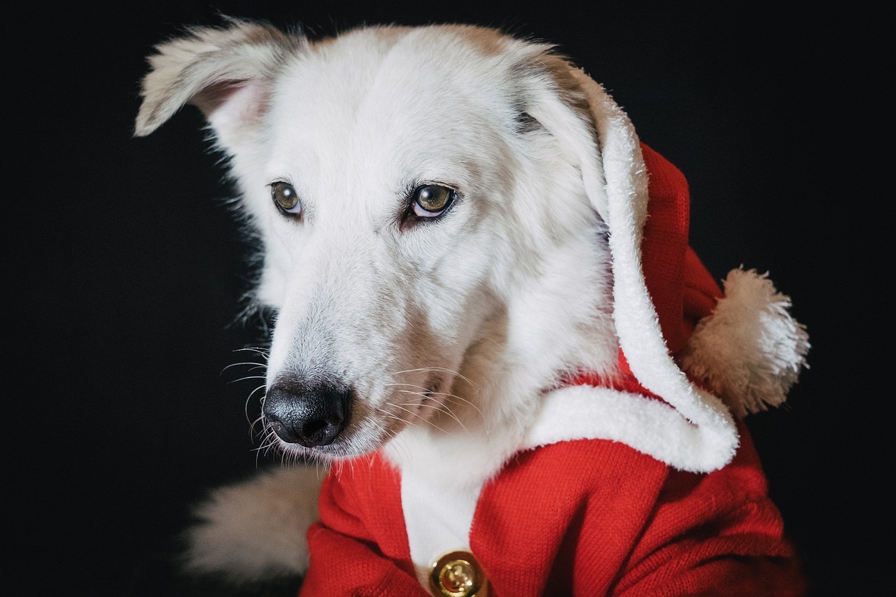 A majestic white dog, possibly a Borzoi, is featured in a close-up portrait against a stark black background. The dog is adorned in a festive red Santa Claus costume, complete with white fluffy trim and a prominent gold button on its chest. Its large, expressive amber eyes gaze slightly downward, conveying a surprisingly thoughtful or perhaps slightly resigned demeanor, as if contemplating the immense responsibility of delivering presents. The plain black background dramatically highlights the dog's pristine white fur and the vibrant red of its holiday attire, making it the sole focus. The humor lies in the dog's serious expression while sporting such a cheerful, human-like outfit, suggesting it's taking its Santa duties very seriously, or perhaps wondering when the treats will arrive.