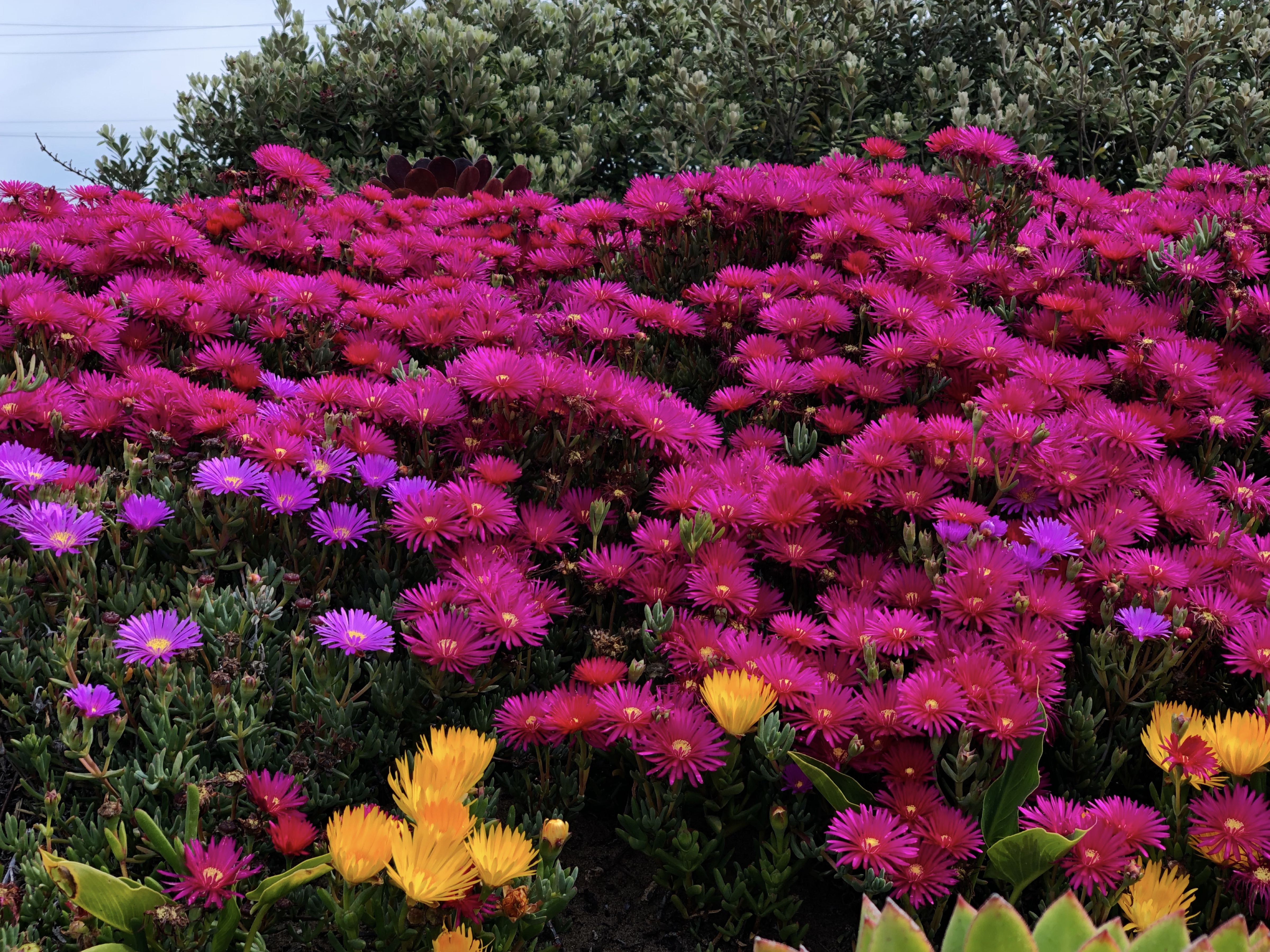 The magenta blooms: When JJ’s unlimited food kicks in.